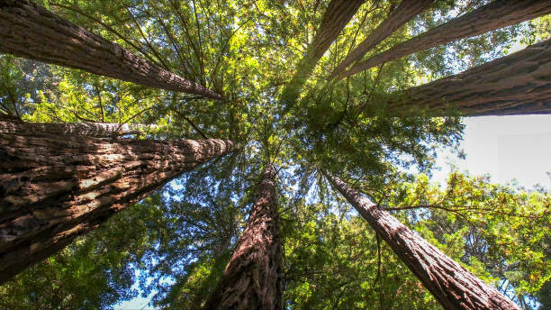 How Our Tree Care Process Works  in Oxnard, CA